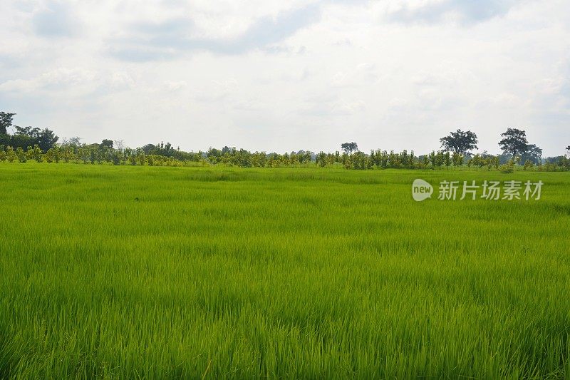 泰国Isan Nang Rong区稻田